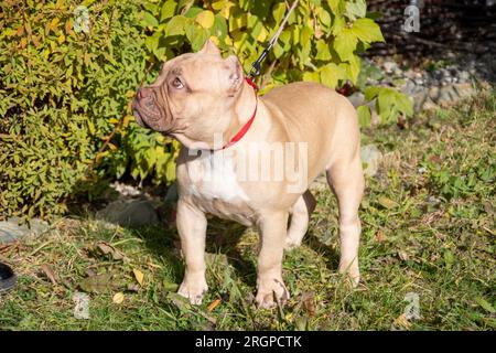 Portrait of an American bully puppy on a background of green foliage of trees. Walking a small dog. A dog on a leash is walking on the street. Stock Photo