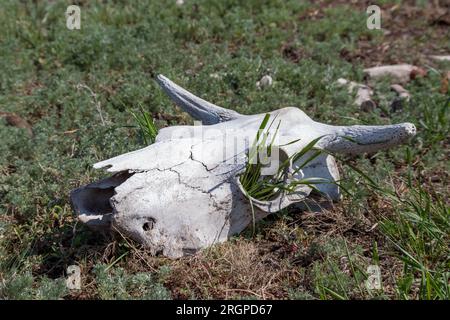 A dried-up white animal skull with horns and empty eye sockets in the grass. cow skull lying on the ground against the grass. Bone texture. Death of a Stock Photo