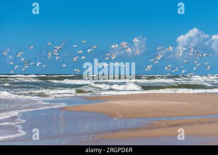 Rough sea with waves, cloudy sky, sandy beach and dunes with seagulls flying in Pape, Latvia Stock Photo