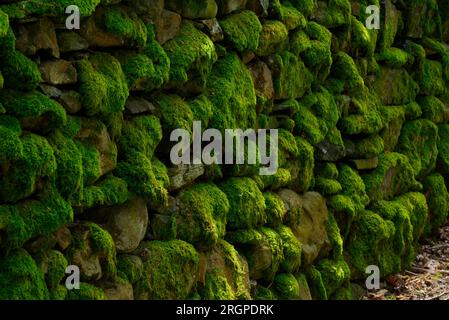 Moss on stone dyke, Coniston Stock Photo