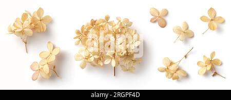 delicate dry hydrangea flowers isolated over a white background, feminine natural autumn, garden, boho or wedding scene design elements Stock Photo