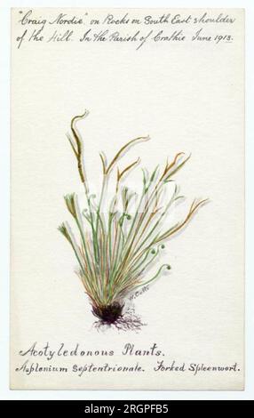 Forked spleenwort (asplenium septentrionale) - William Catto 1913 by William Catto Stock Photo