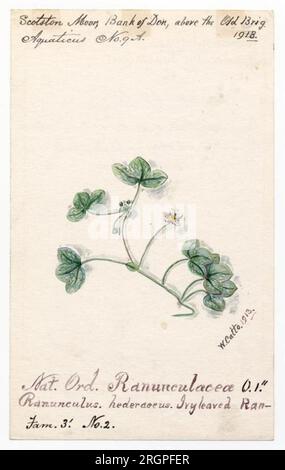 Ivy-leaved crowfoot (ranunculus hederaceus) - William Catto 1913 by William Catto Stock Photo