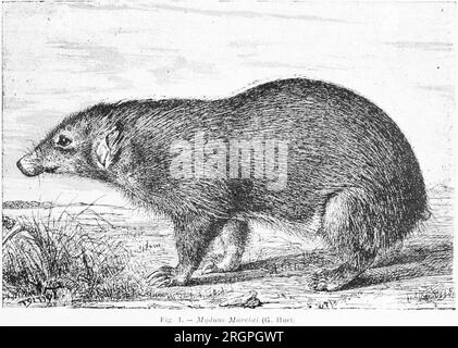 An illustration of Mydaus marchei, the Palawan stink badger, from Huet's 1887 description Stock Photo