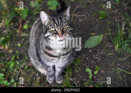 Hungry wild tabby cat sitting on the ground in a park, looking up and licking lips, hoping for something to eat, animal behavior, copy space, selected Stock Photo
