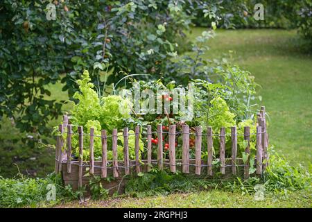 Wooden raised vegetable bed with tomato plants and lettuce, bordered with a small fence in a country garden, copy space, selected focus, narrow depth Stock Photo