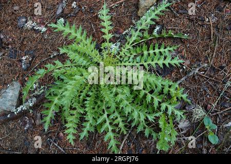 Natural closeup on a single Silver thistle, Carlina acaulis growing in the forest floor in the Austrian alps Stock Photo