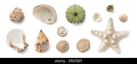 beach finds: small seashells, fossil coral and sand dollars, puka shells, a sea urchin and a white starfish, ocean, summer and vacation design element Stock Photo