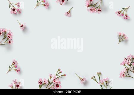 romantic floral frame with tiny delicate pink waxflowers sprinkled over a pale pastel blue background, copyspace / space for your text Stock Photo