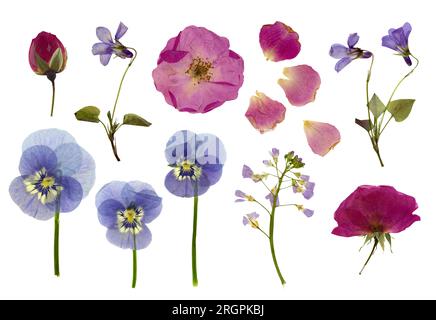 pressed flowers isolated over a white background, roses, buds and petals, violets, pansies and lady's smock / meadow foam herb, floral design elements Stock Photo