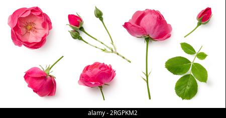 set of pink roses, flowers, buds and leaf, isolated over a white background, cut-out floral, perfume / essential oil or garden design elements Stock Photo