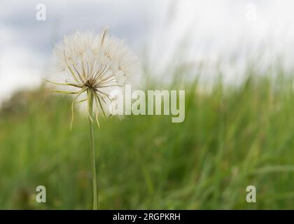 dandelion is on the meadow, on blue sky background Stock Photo