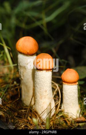 there are a lot of wild mushrooms of aspen and mosses lying in a bucket. Mushrooms in the forest. Mushroom picking. Stock Photo
