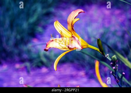 Blooming daylily flowers or Hemerocallis flower, close-up on a sunny day. Hemerocallis Nanners. The beauty of a decorative flower in the garden Stock Photo