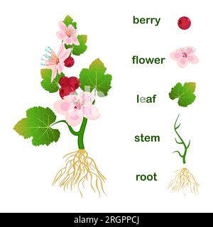 Parts of plant.Scheme with titles of plant part with green leaves, pink flowers, red berries, stem and root system.Diagram for botany education.Vector Stock Vector