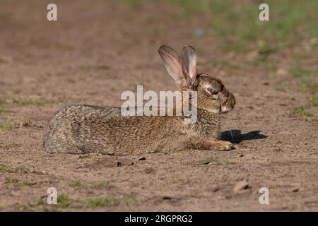 Rabbit (Oryctolagus cuniculus) with Calicivirus Rabbit Haemorrhagic ...