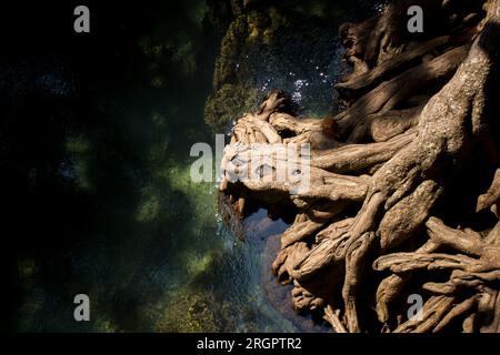 Tha Pom Mangrove Forest in Krabi Province in Thailand. Stock Photo