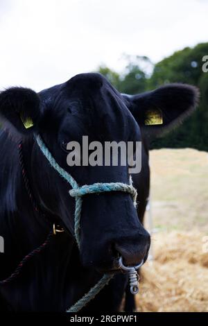 Aberdeen Angus bull at the Duns County Show, Berwickshire, Scotland Stock Photo