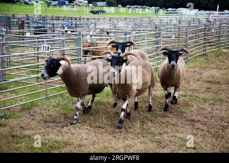 Scottish Black faced sheep at the Duns County Show, Scotland Stock Photo