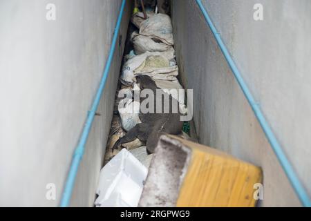 Giant Monitor lizard in the streets of city of Bangkok in Thailand. Stock Photo