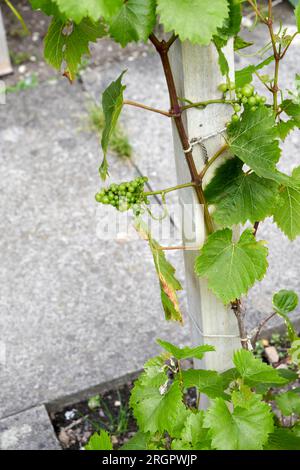 Young grapevines with clusters of unripe grapes growing on a trellis in a garden Stock Photo