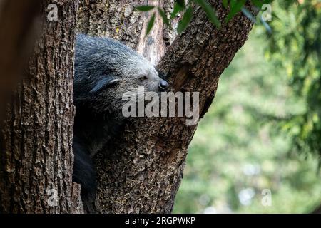 Binturong (bear-cat) on a tree Stock Photo