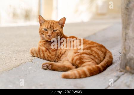 Short haired orange cat lying down in the street Stock Photo