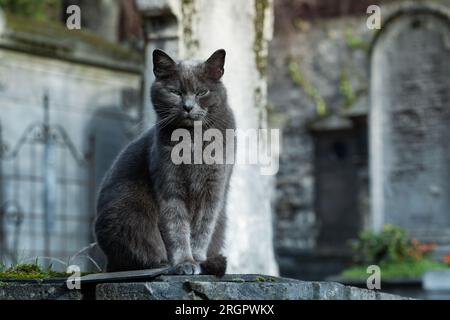 Blue-gray cat - Chartreux breed - posing on a tombstone in cemetery Stock Photo