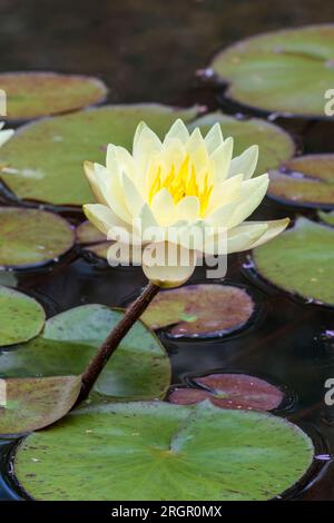 Water lily multiple pale yellow pointed petals yellow stemen purplish stalk and flat floating green and purple lily pad leaves. Portrait format Stock Photo