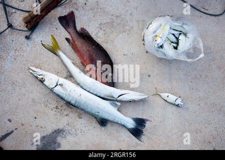 Variety of fish collected on the coast of the island of Ko Yao in the south of Thailand. Stock Photo