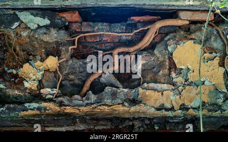 Root of tree grows through old brick wall of ancient abandoned and forgotten building. Stock Photo