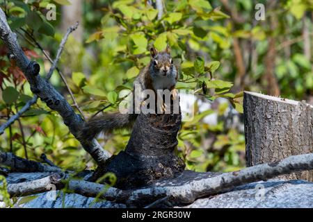 A red squirrel sits on a stump staring forward in curiosity Stock Photo