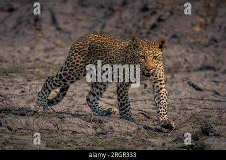 Leopard cub walks across riverbed lifting foot Stock Photo
