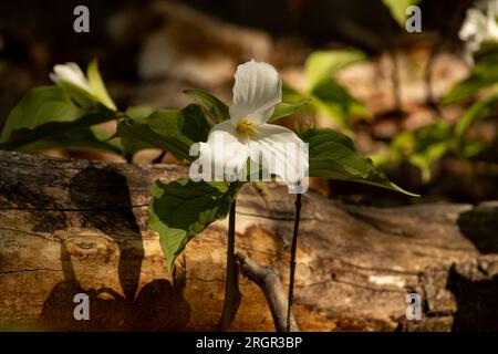 A white trillium blooming near a fallen log in a dry forest Stock Photo