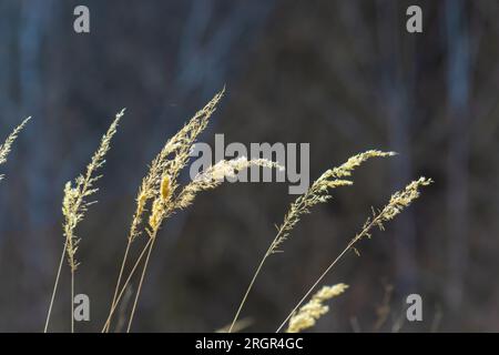 Calamagrostis epigejos bushgrass. Wood small-reed grass in field. Beautiful sunny landscape, summer background. Stock Photo