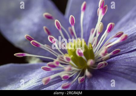 Beautiful macro shot of a first single wildflower Large Blue Hepatisa Hepatisa transsylvanica starting to bloom among dry leaves in early spring. Stock Photo