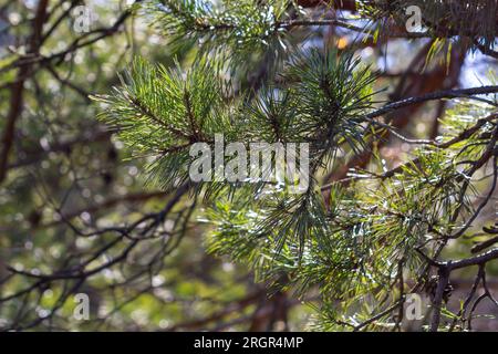 A pine branch in a natural environment. blackjack pine cones on twig closeup, beautiful natural background. Stock Photo