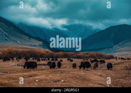 A herd of yaks in the mountains Stock Photo