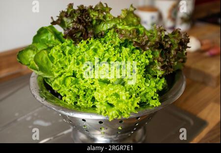 Mixed lettuce leaves including frisee and red leafed lettuce washed in a colander ready for eating Stock Photo