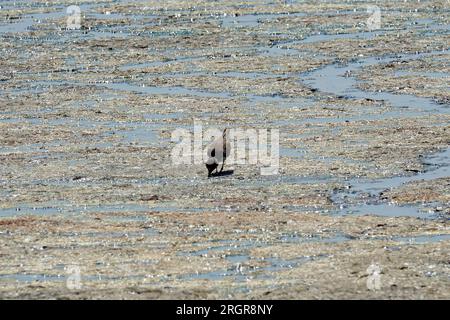 Diyarbakir, Turkey. 10th Aug, 2023. A bird seen searching for food in a dried-out surface at Kabakli lake. Kabakli lake, near the city of Diyarbakir in Turkey, where hundreds of birds are sheltering, is drying up due to the effective extreme temperatures. When the waters of the lake receded about 150 meters in the last month, wild birds began to leave the area. Dicle University Faculty of Science Biology Department Head Prof. Dr. Ahmet Kilic said that there are few birds left in the lake, and if the water sources completely dry up, thousands of migratory birds may die without migrating. (Cred Stock Photo