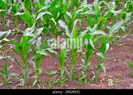Young maize plants (Zea mays) growing in field Stock Photo