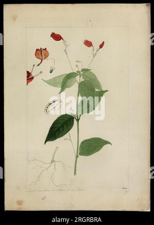(Ruellia, sp) 18th century by José Joaquim Freire Stock Photo