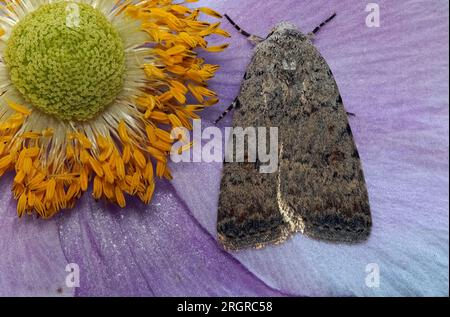 Gray owl butterfly on an autumn anemone flower Stock Photo