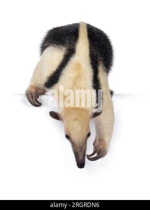 Southern anteather aka Tamandua tetradactyla standing facing front. Looking and reaching down from edge. Isolated on a white background. Stock Photo