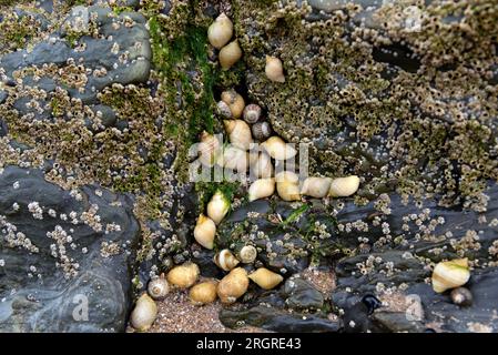 Dog whelks on rock covered in barnacles Stock Photo