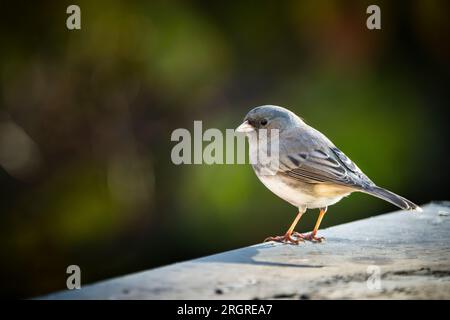 Perched dark-eyed-junco with an autumn color background. Stock Photo
