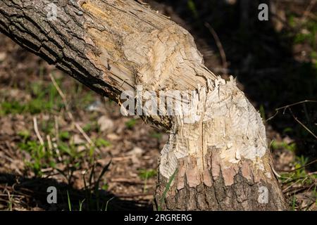 Tree being cut down by beavers in a park Stock Photo