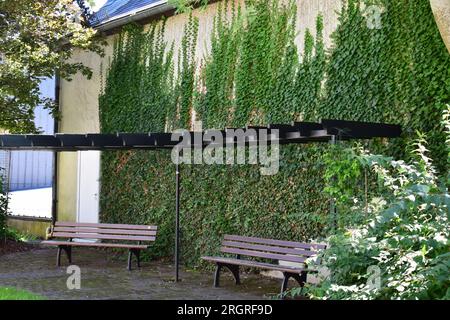 park benches at an ivy wall Stock Photo