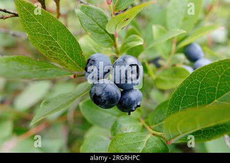 Blueberries on a branch with green leaves. Cultivated highbush blueberry, ripe in summer. Stock Photo