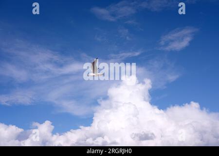 Wild seagull flying high in the blue sky with white clouds in sunny day Stock Photo